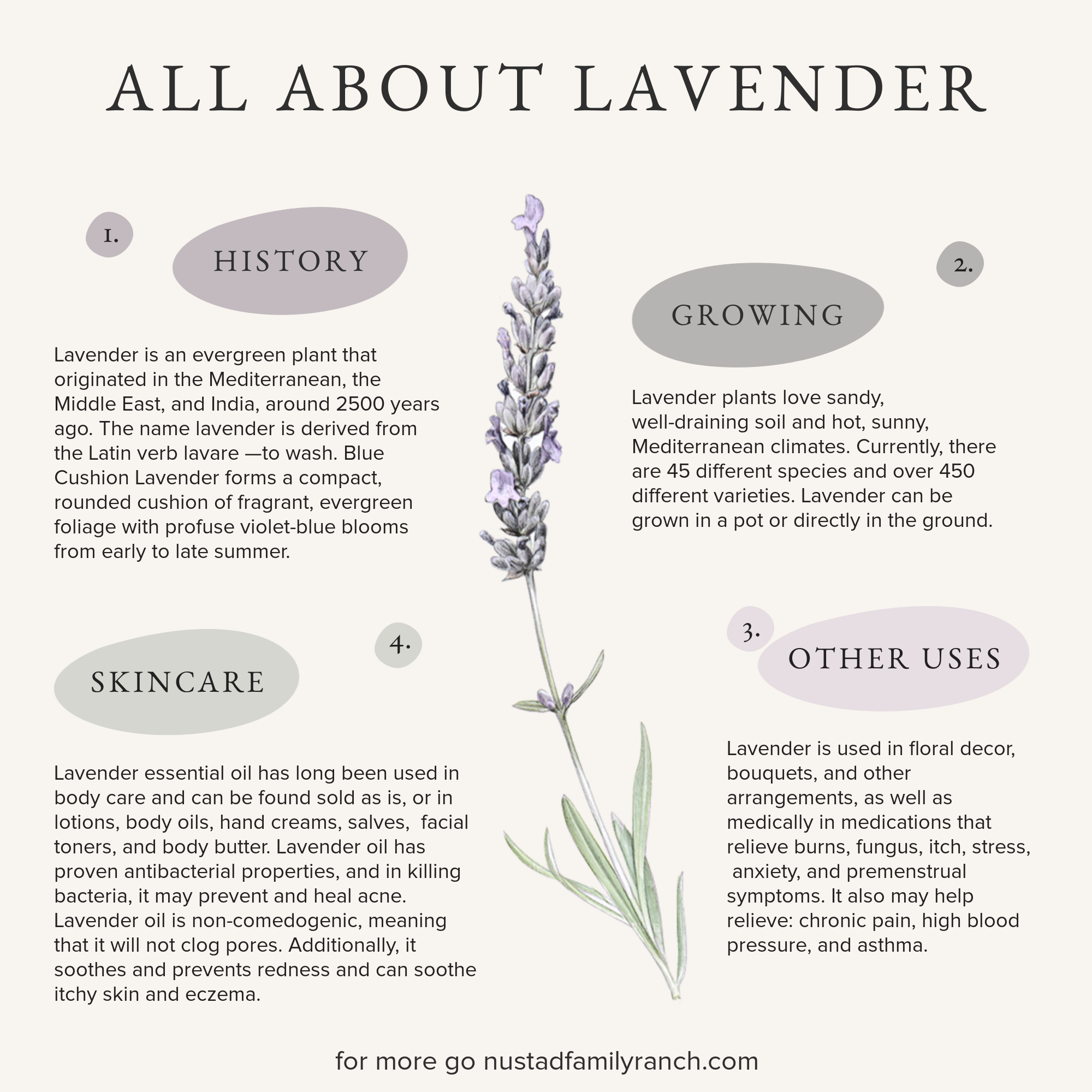 Flower of the Month June: Lavender | Bonus! 4 Ideas for your Home Lave