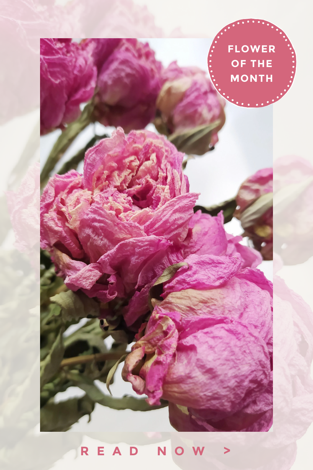 Flower of the Month May Peonies Bonus! How to Dry Peonies