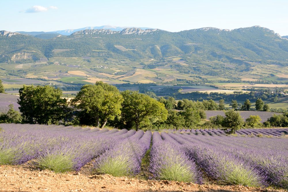 Lavender field in full bloom overlooking a scenic valley – peaceful summer landscape with purple flowers and mountain views