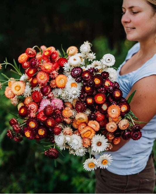 Strawflowers, Straw Flowers, Dark Pink Straw Flowers, Dried Flowers, Dried Straw Flowers, Tablescape Flowers, Cream Color Straw Flowers,