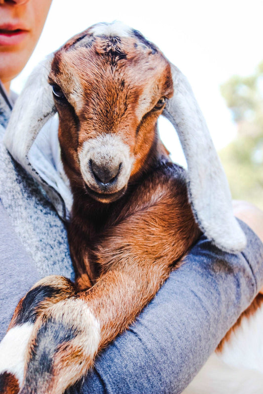 Goat milk lotion, Tuberose & Honey, Essential Oil, Cream, Moisturizer, Body Butter, Hand Cream, Goat Milk Lotion