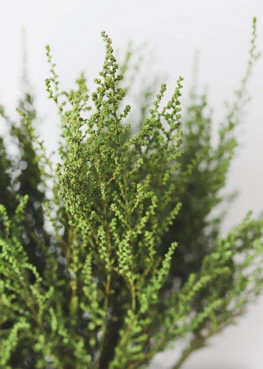 Caspia, Dried Flowers, Preserved Flowers, Wedding Flowers, Filler Flowers, House Decoration, Home Decor, Flowers, Bouquets, Arrangement