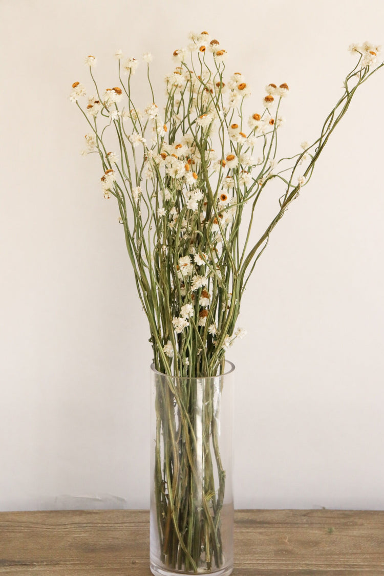2020 Dried Ammobium Bunch - Winged Everlasting Bundle - 8-10" long, certified organic, Wedding bouquets, crafts, and weddings