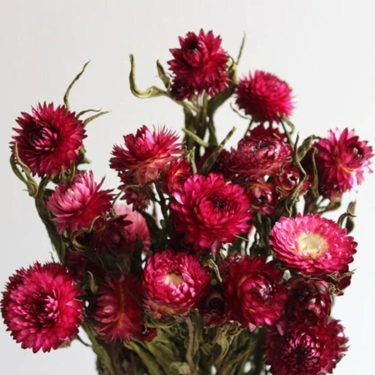 Strawflowers, Straw Flowers, Dark Pink Straw Flowers, Dried Flowers, Dried Straw Flowers, Tablescape Flowers, Cream Color Straw Flowers,