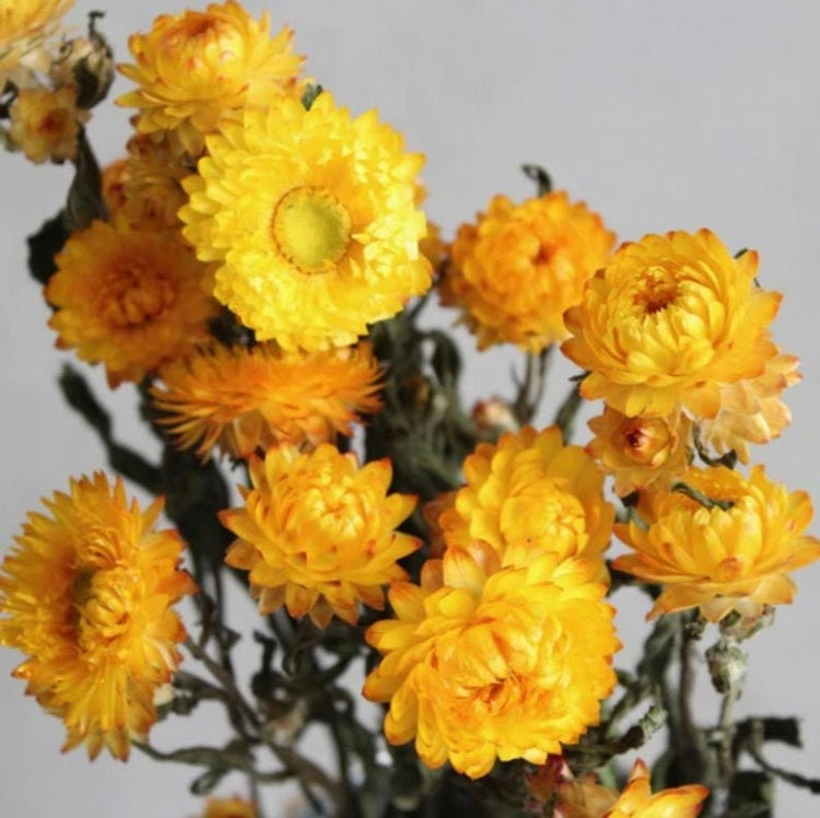 Strawflowers, Straw Flowers, Dark Pink Straw Flowers, Dried Flowers, Dried Straw Flowers, Tablescape Flowers, Cream Color Straw Flowers,
