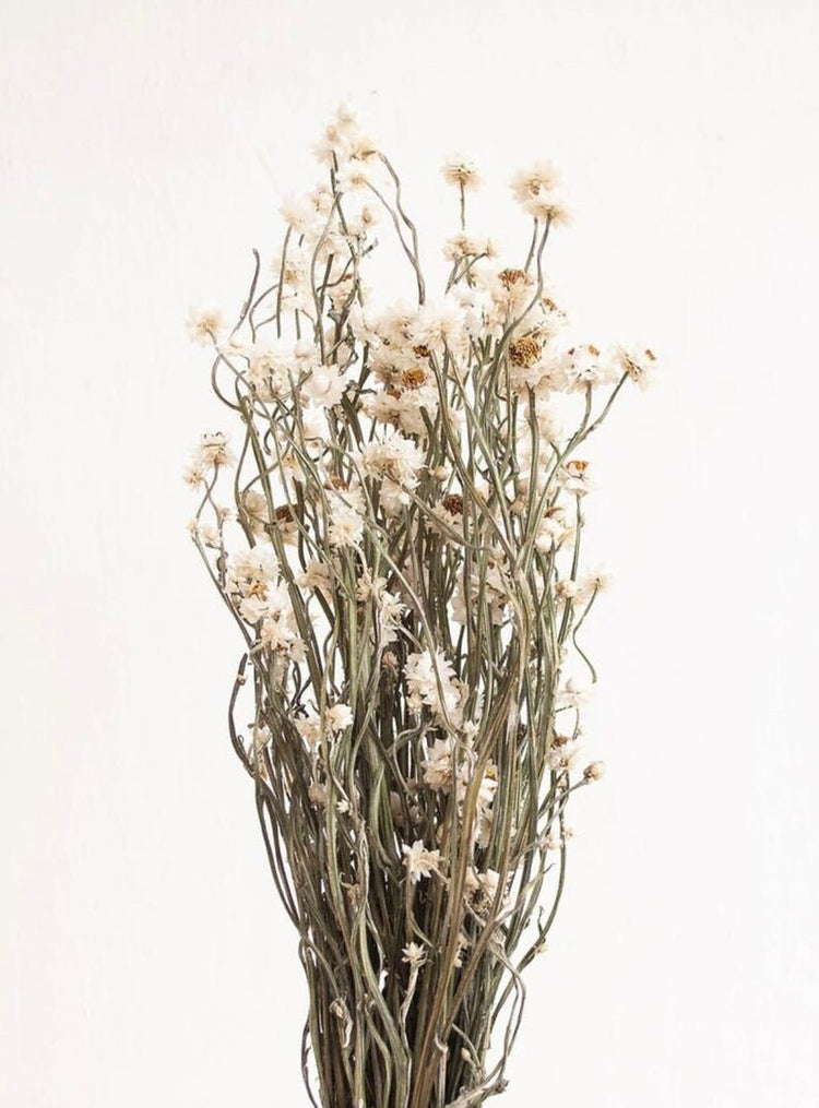 2020 Dried Ammobium Bunch - Winged Everlasting Bundle - 8-10" long, certified organic, Wedding bouquets, crafts, and weddings