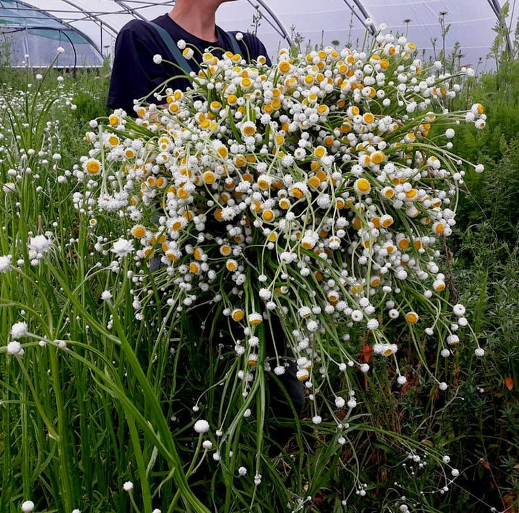 2020 Dried Ammobium Bunch - Winged Everlasting Bundle - 8-10" long, certified organic, Wedding bouquets, crafts, and weddings