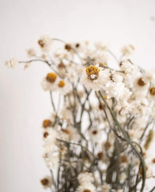 2020 Dried Ammobium Bunch - Winged Everlasting Bundle - 8-10" long, certified organic, Wedding bouquets, crafts, and weddings