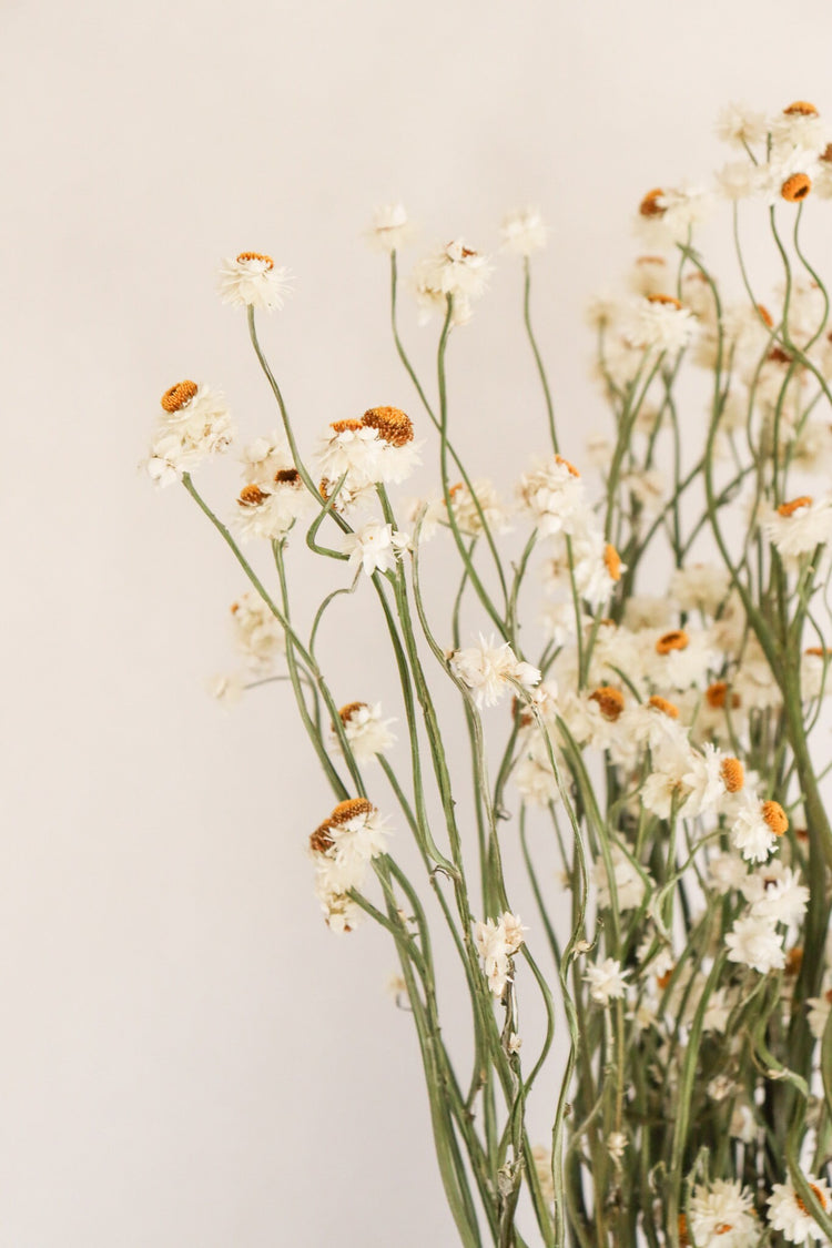 2020 Dried Ammobium Bunch - Winged Everlasting Bundle - 8-10" long, certified organic, Wedding bouquets, crafts, and weddings