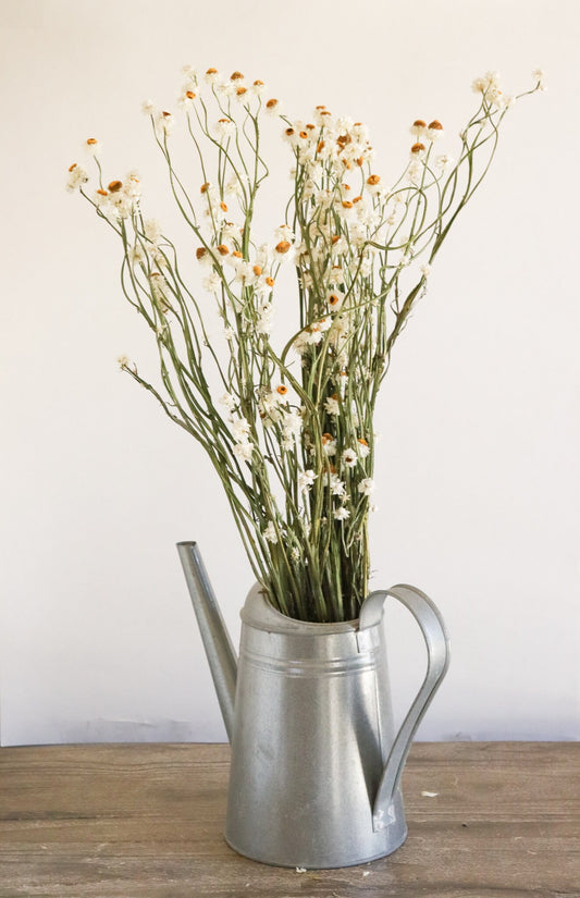 2020 Dried Ammobium Bunch - Winged Everlasting Bundle - 8-10" long, certified organic, Wedding bouquets, crafts, and weddings