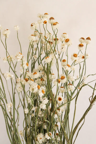 2020 Dried Ammobium Bunch - Winged Everlasting Bundle - 8-10" long, certified organic, Wedding bouquets, crafts, and weddings