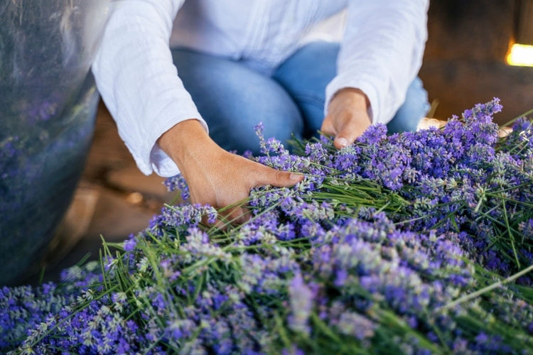 Lavender Bunch - Dried Lavender Bundle - over 250 Stems, 2021 certified organic, dried lavender for bouquets,