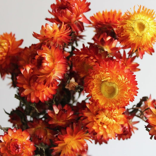 Strawflowers, Straw Flowers, Dark Pink Straw Flowers, Dried Flowers, Dried Straw Flowers, Tablescape Flowers, Cream Color Straw Flowers,