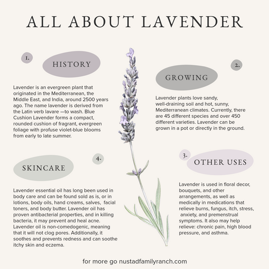 Flower of the Month June: Lavender | Bonus! 4 Ideas for your Home Lavender Plants