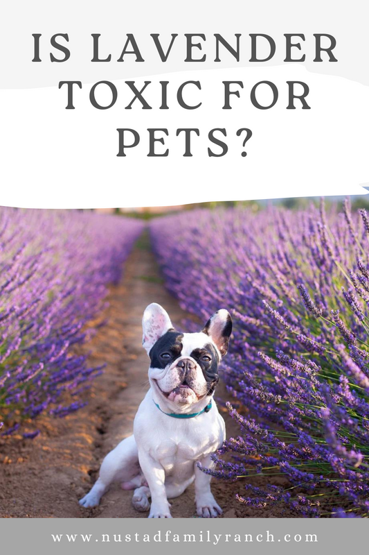 Are Lavender Plants Toxic for Pets? A Guide to Lavender Safety for Your Furry Friends