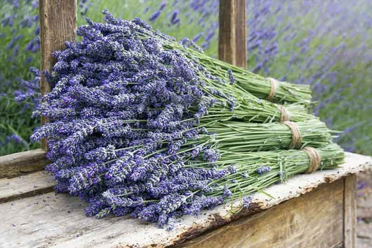 Top 5 Lavender Varieties for Your Garden