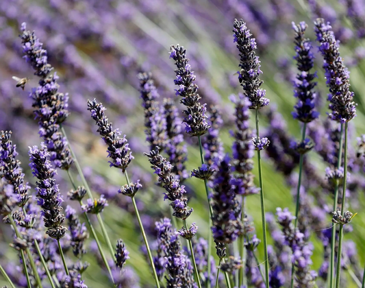 New York Times | Why Does Everything Smell, So Peacefully, of Lavender?
