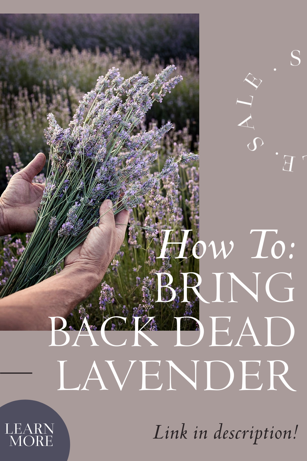 How to: Bring Back Dead Lavender