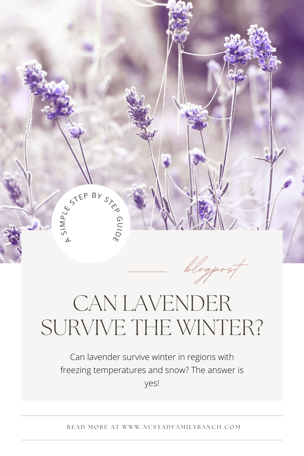 Can Lavender Survive Winter? Tips for Growing Lavender in Cold Climate
