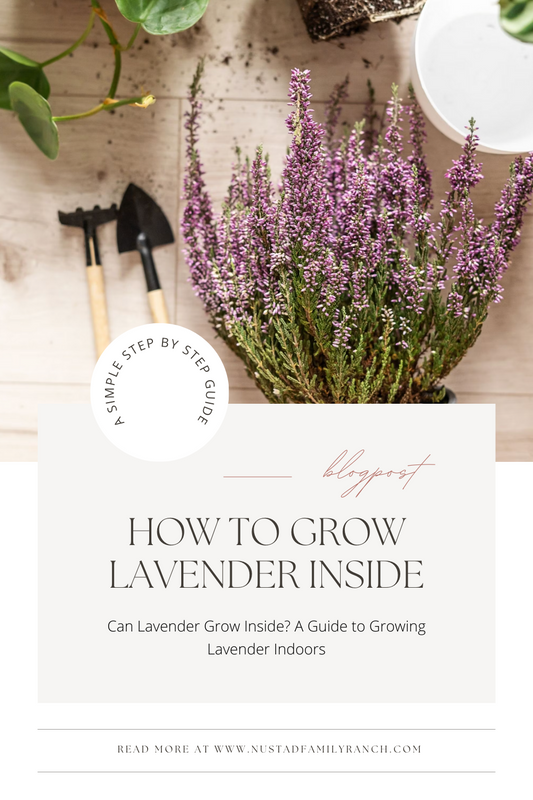 Can Lavender Grow Inside? A Guide to Growing Lavender Indoors
