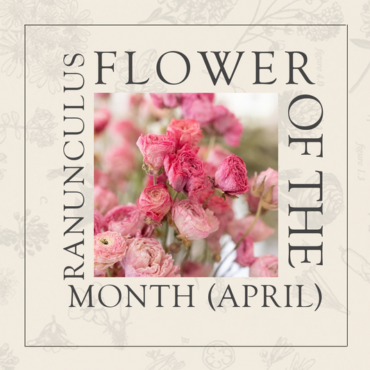 Flower of the Month: April - Ranunculus