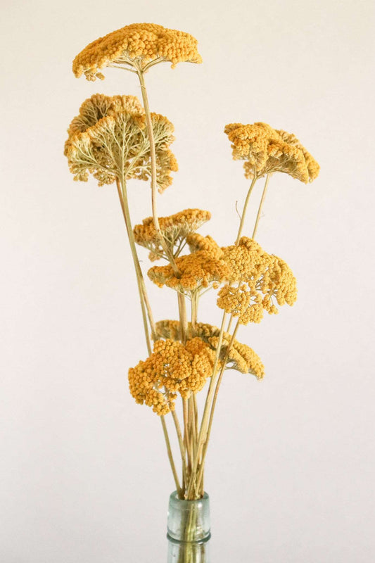 Dried Yellow Yarrow, Dried Yarrow, Dried decor, Dried Flowers, Pressed Flowers, yellow flowers, dried wedding fall flowers
