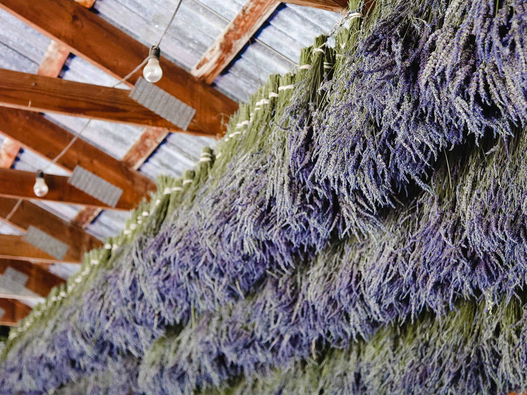 Lavender Bunch - Dried Lavender Bundle - over 250 Stems, 2021 certified organic, dried lavender for bouquets,