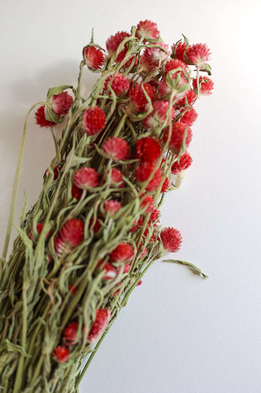 Dried Red  Gomphrena flower Globe Amaranth, primary color purple-white bouquet, dried flowers crafts