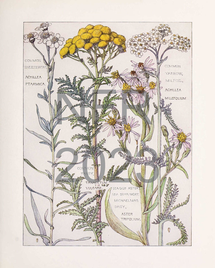 Yarrow Botanical Print, Botanical Wall Art, Flower Art, Vintage Posters, Cottagecore Decor, Bedroom Wall Art, Floral Design Download