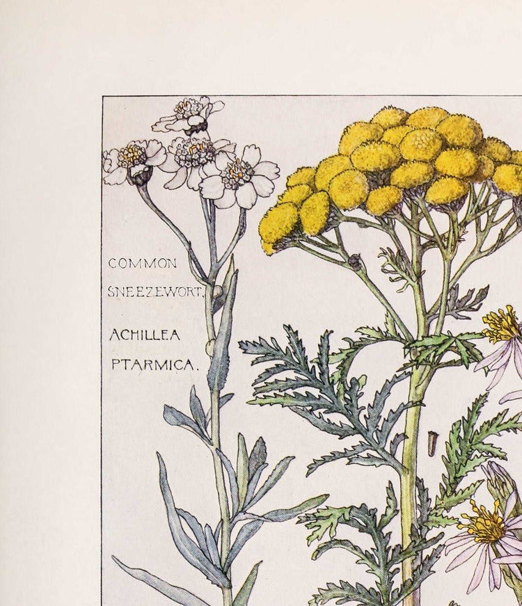 Yarrow Botanical Print, Botanical Wall Art, Flower Art, Vintage Posters, Cottagecore Decor, Bedroom Wall Art, Floral Design Download