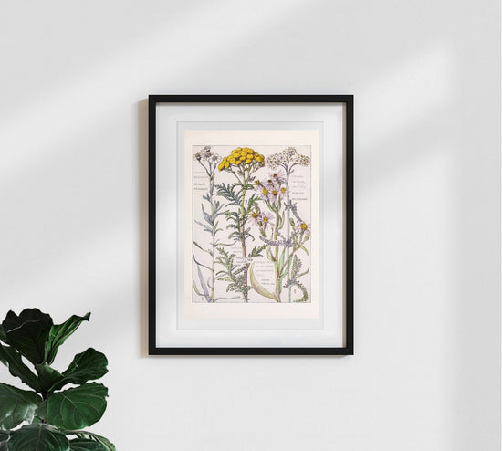 Yarrow Botanical Print, Botanical Wall Art, Flower Art, Vintage Posters, Cottagecore Decor, Bedroom Wall Art, Floral Design Download
