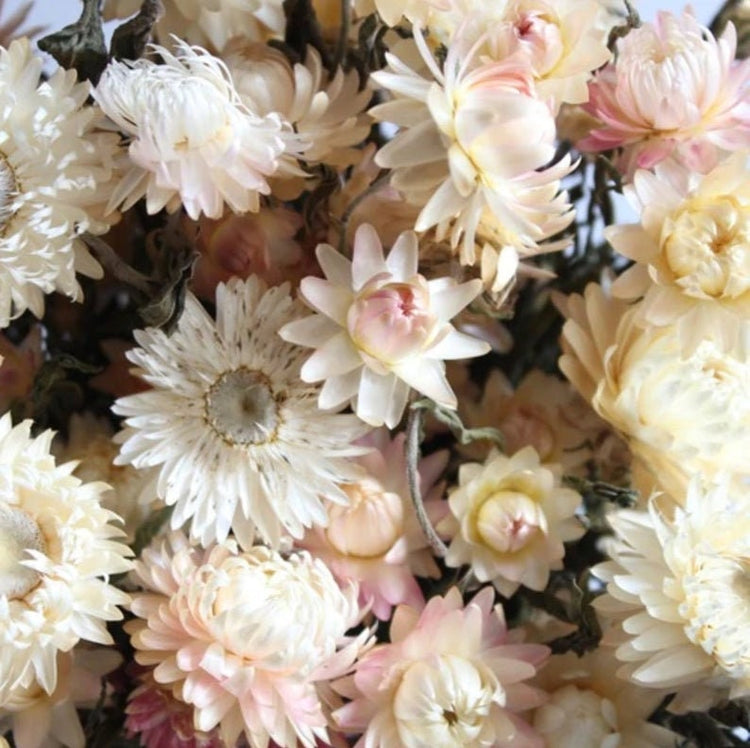 Strawflowers, Straw Flowers, Dark Pink Straw Flowers, Dried Flowers, Dried Straw Flowers, Tablescape Flowers, Cream Color Straw Flowers,