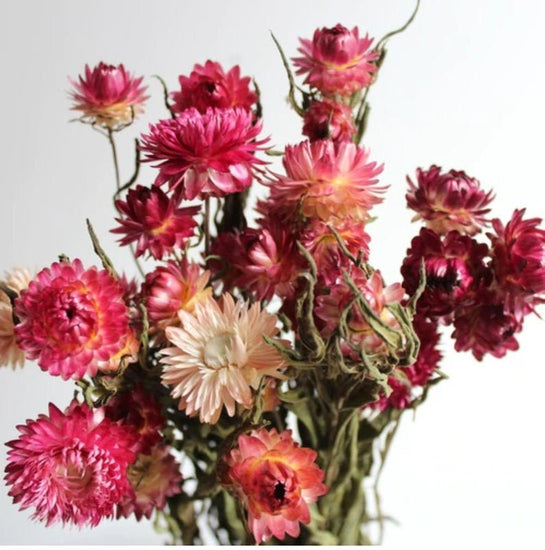 Strawflowers, Straw Flowers, Dark Pink Straw Flowers, Dried Flowers, Dried Straw Flowers, Tablescape Flowers, Cream Color Straw Flowers,