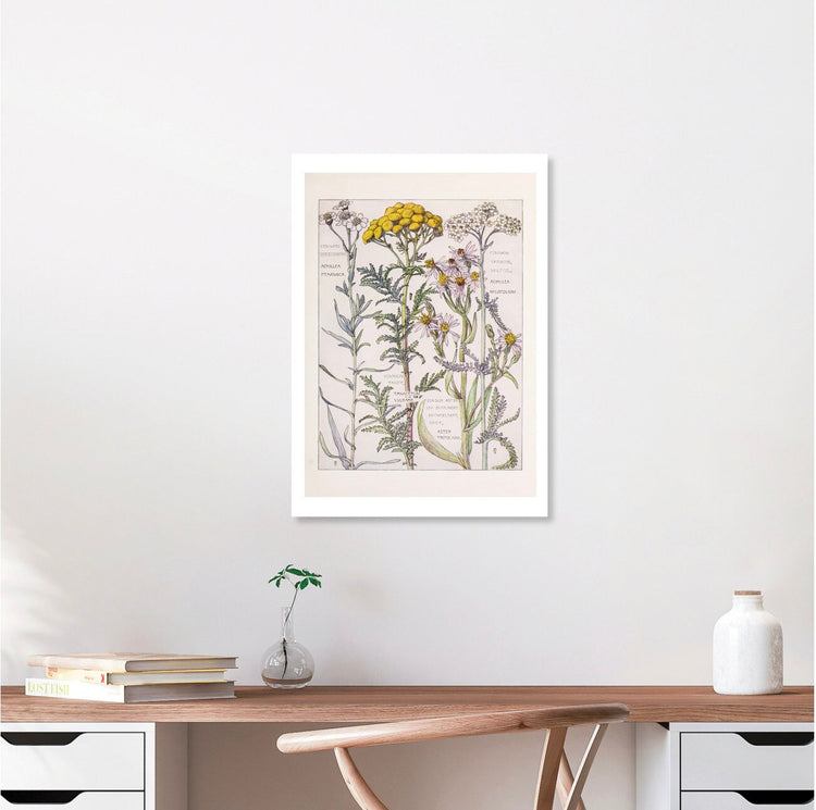 Yarrow Botanical Print, Botanical Wall Art, Flower Art, Vintage Posters, Cottagecore Decor, Bedroom Wall Art, Floral Design Download